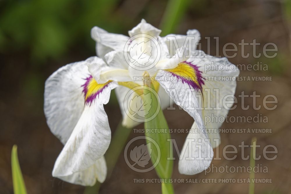 Iris Yukiyanagi (Iris species) 1