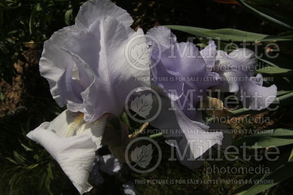 Iris Blue Sapphire (Tall bearded Iris germanica) 1