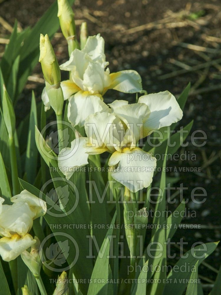 Iris Border Cream (Intermediate Border bearded Iris) 2 