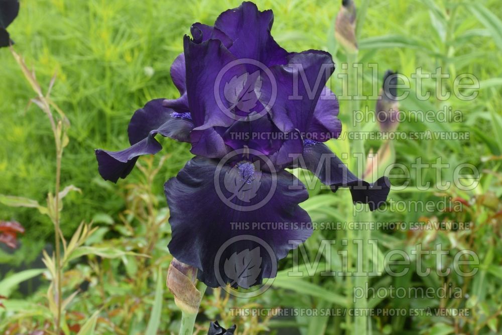 Iris Diabolique (Tall Bearded Iris) 1