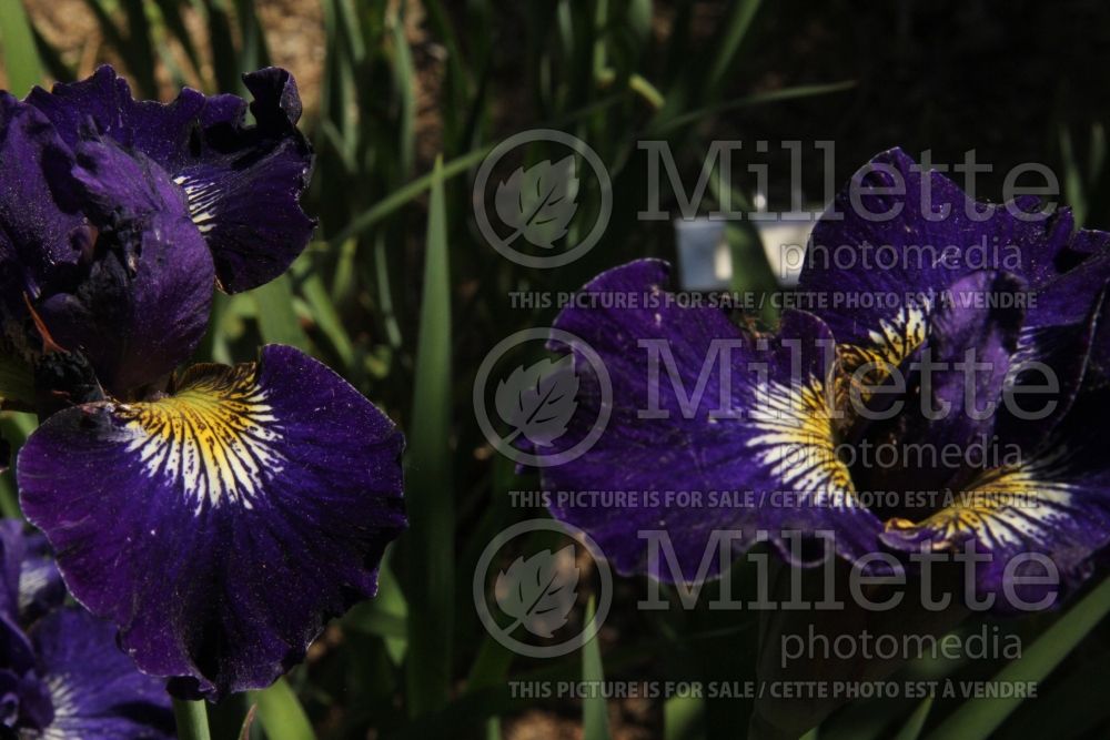 Iris Dirigo Black Velvet (Iris sibirica) 1