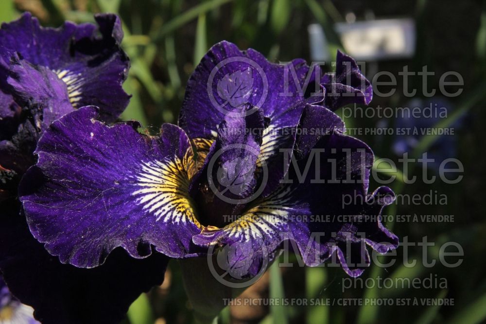 Iris Dirigo Black Velvet (Iris sibirica) 2