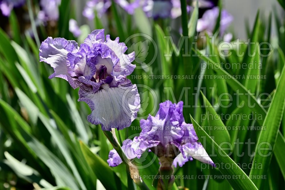 Iris Earl of Essex (Iris germanica bearded) 4 