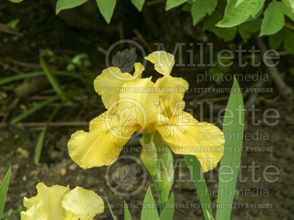 Iris Gaily Golden (Iris germanica, Intermediate Bearded) 1 