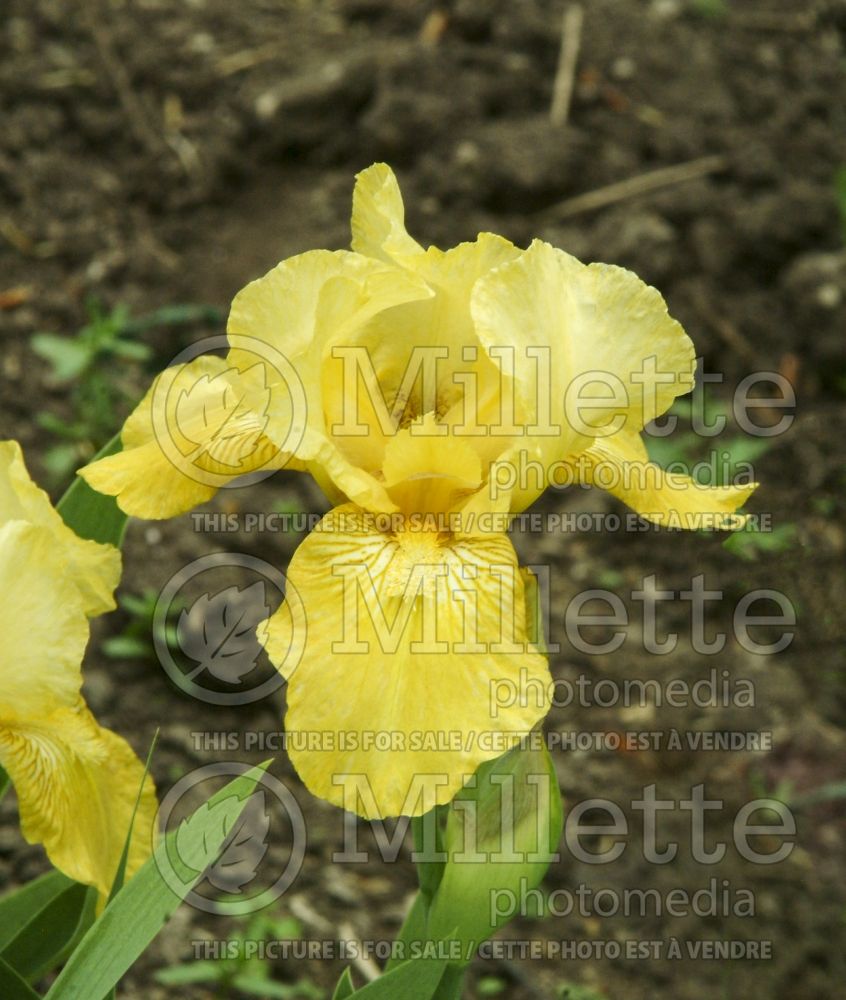 Iris Gaily Golden (Iris germanica, Intermediate Bearded) 2 