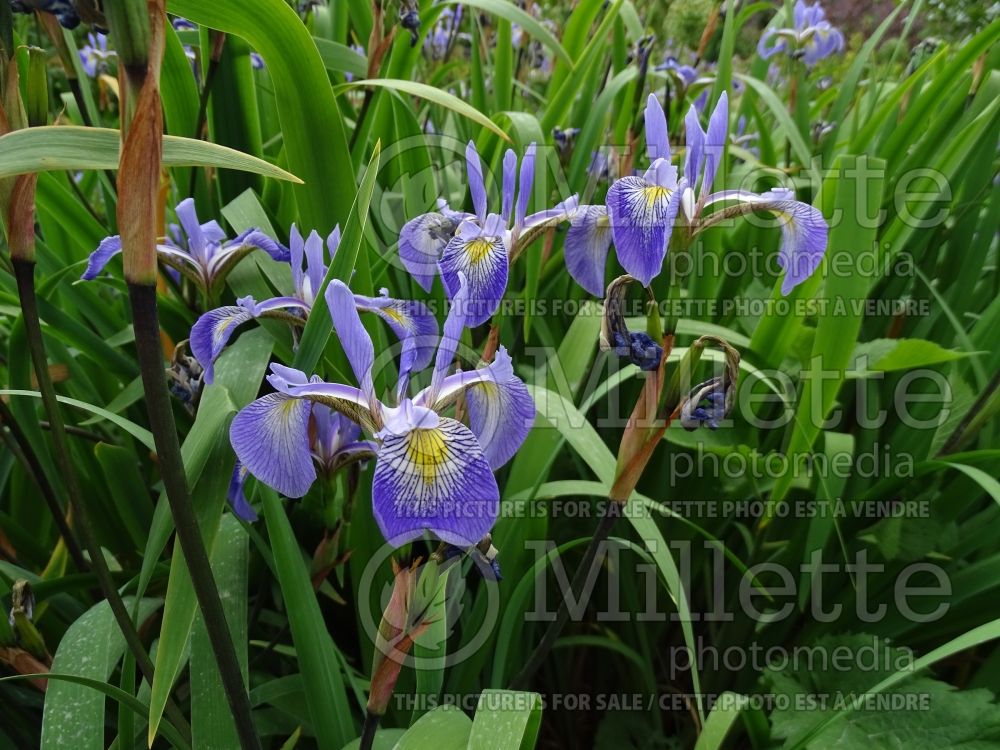 Iris Gerald Darby (versicolor Iris) 5  