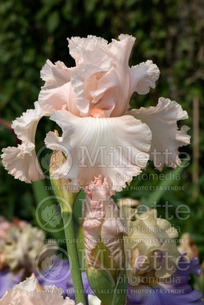 Iris Austar Pink (Iris germanica Tall bearded) 1