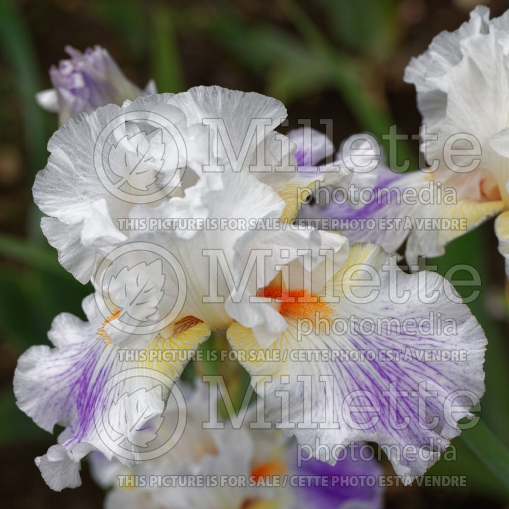 Iris Bargain Hunter (Iris germanica Tall bearded) 1