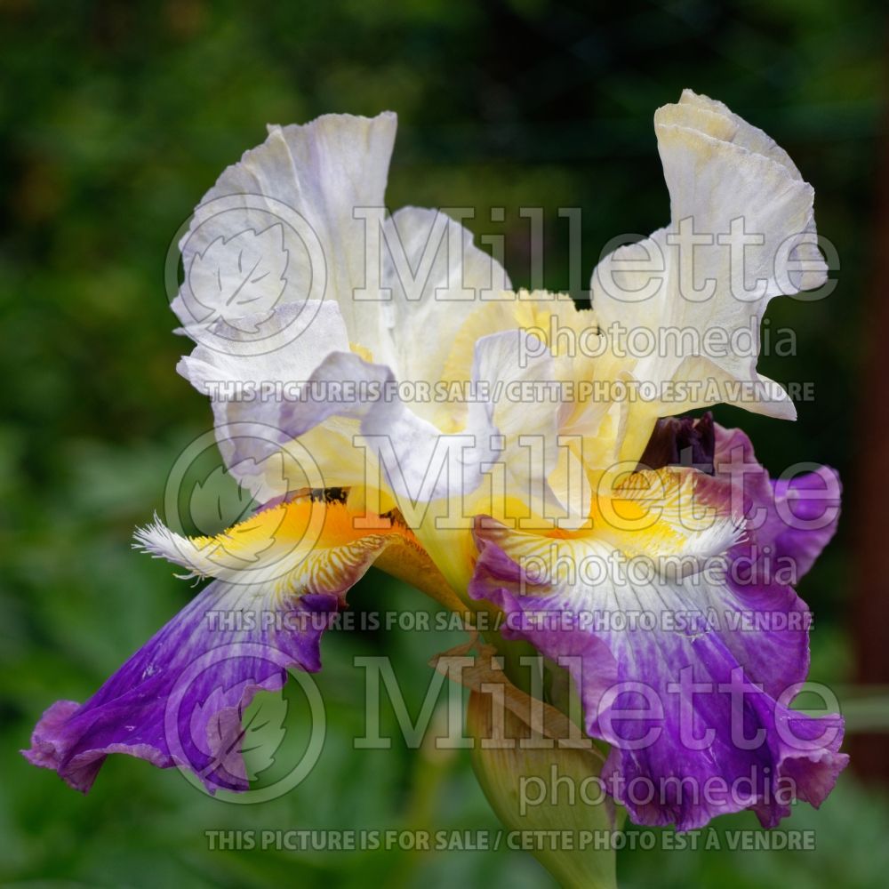 Iris Beam me up Scotty (Iris germanica Tall bearded) 1