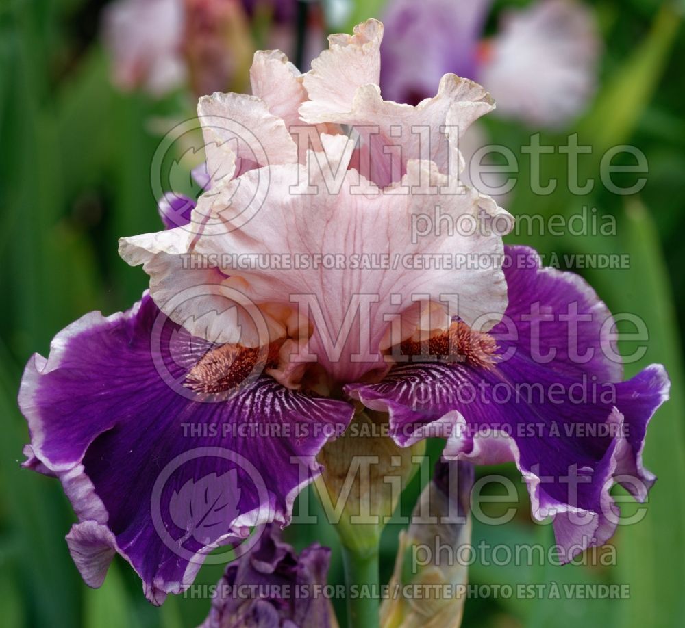 Iris Beauty Contest (Iris germanica Tall bearded) 1