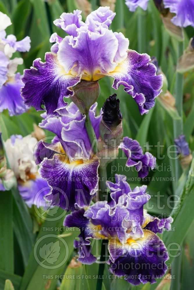 Iris Belle Fille (Iris germanica Tall bearded) 1