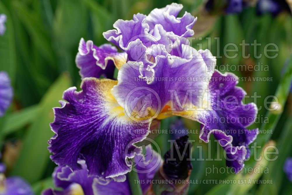 Iris Belle Fille (Iris germanica Tall bearded) 2