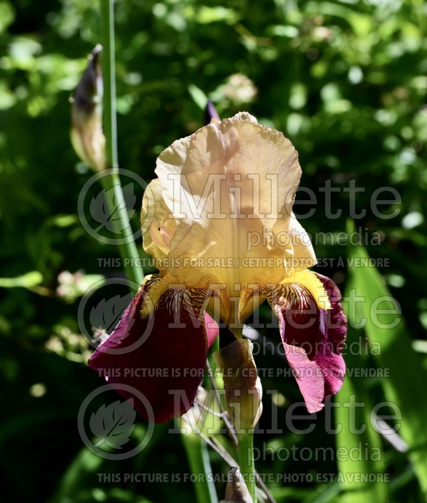 Iris Blatant (Iris germanica Tall bearded) 1