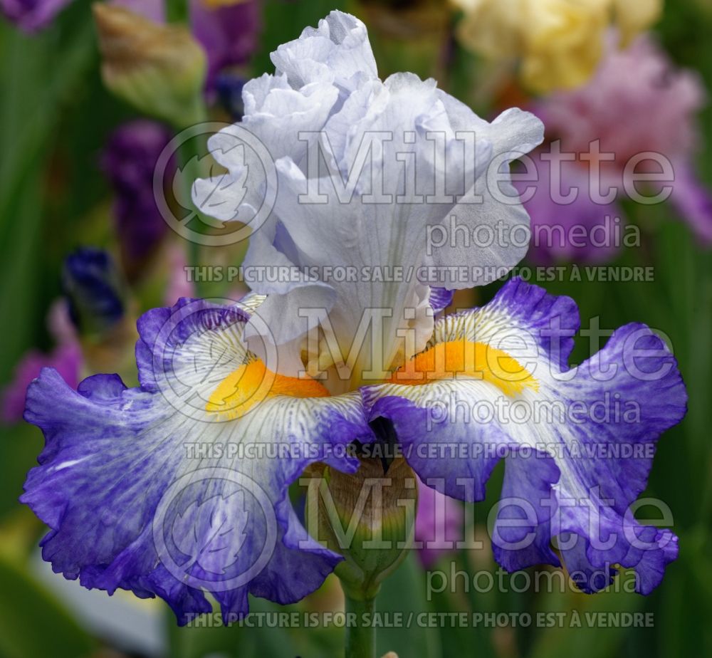 Iris Brilliant Idea (Iris germanica, Bearded Iris) 1