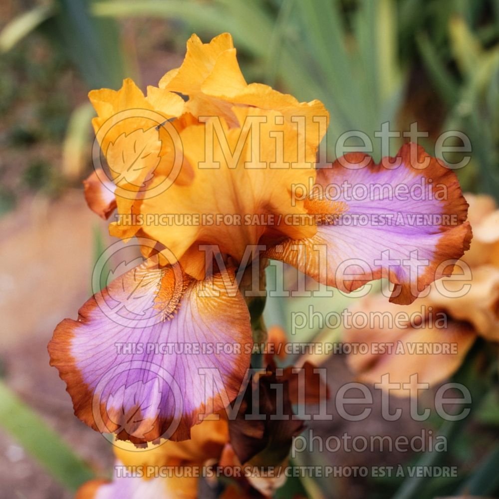 Iris Brown Lasso (Iris germanica, Border Bearded) 2