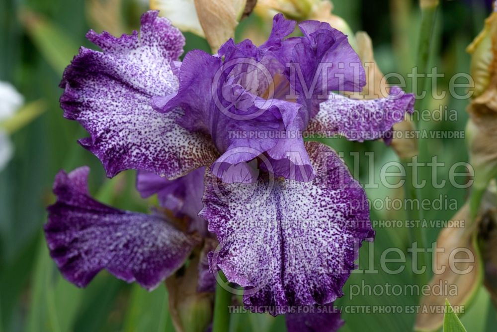 Iris Celestial Explosion (Iris germanica bearded) 4