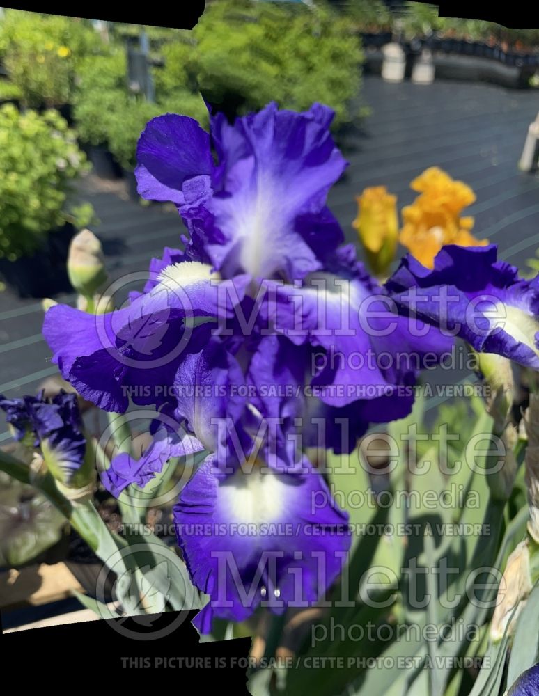 Iris City Lights (Iris germanica, tall bearded) 2