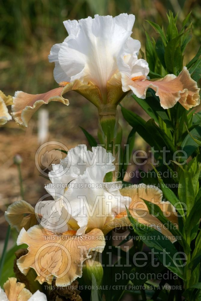 Iris Coffee Whispers (Iris germanica Tall bearded) 1