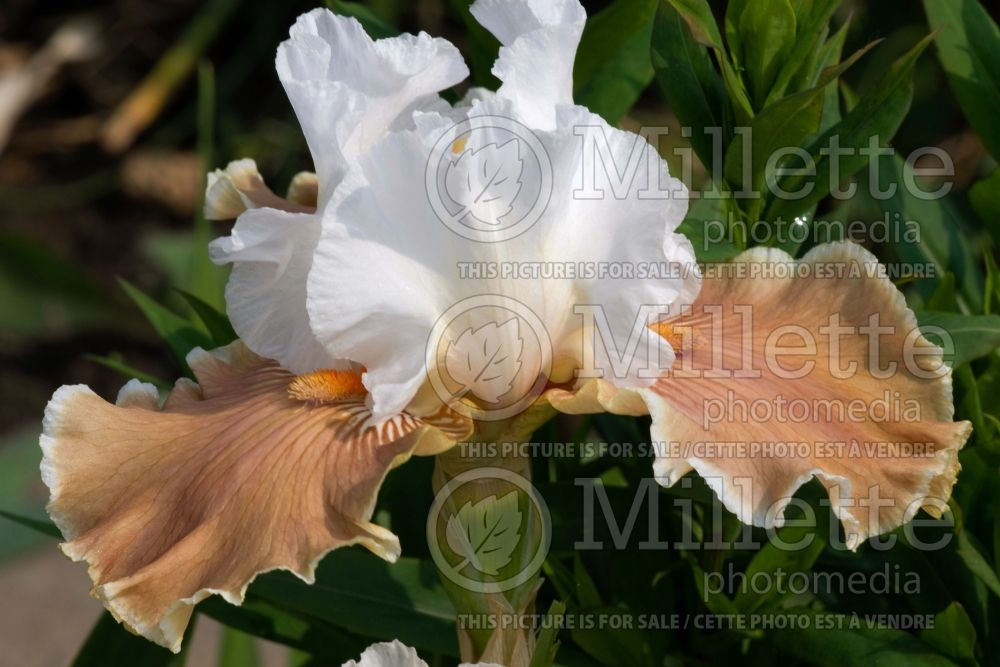 Iris Coffee Whispers (Iris germanica Tall bearded) 2