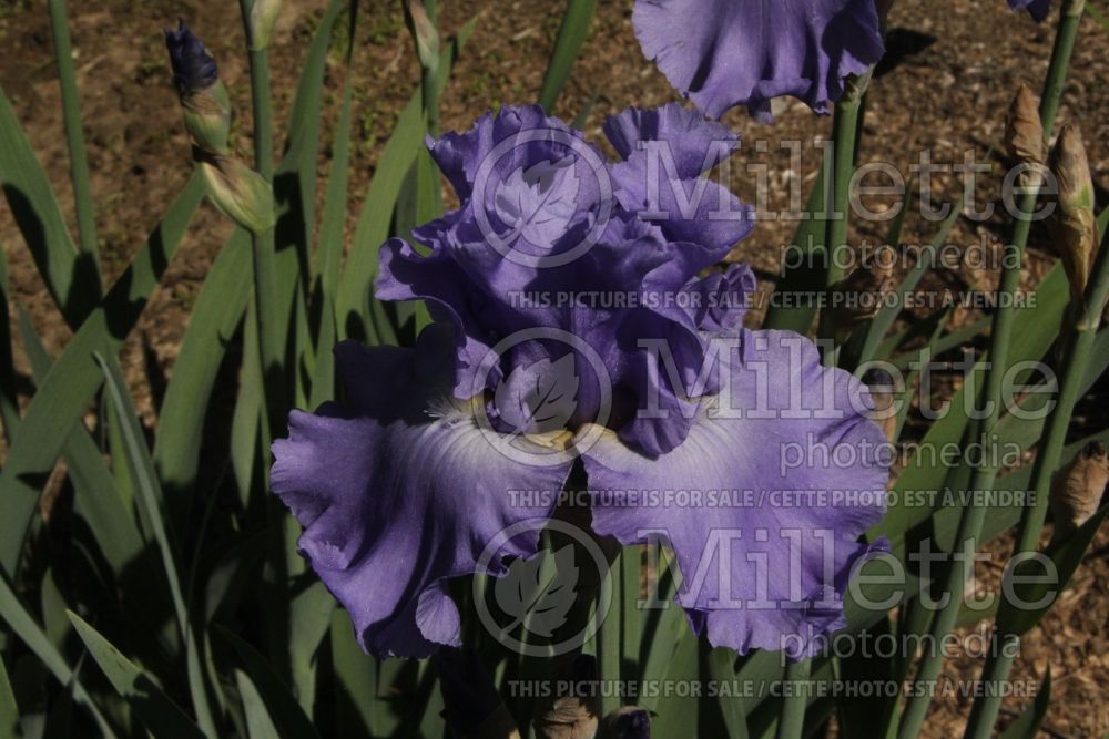 Iris Dearest Di (Iris germanica Tall bearded) 1