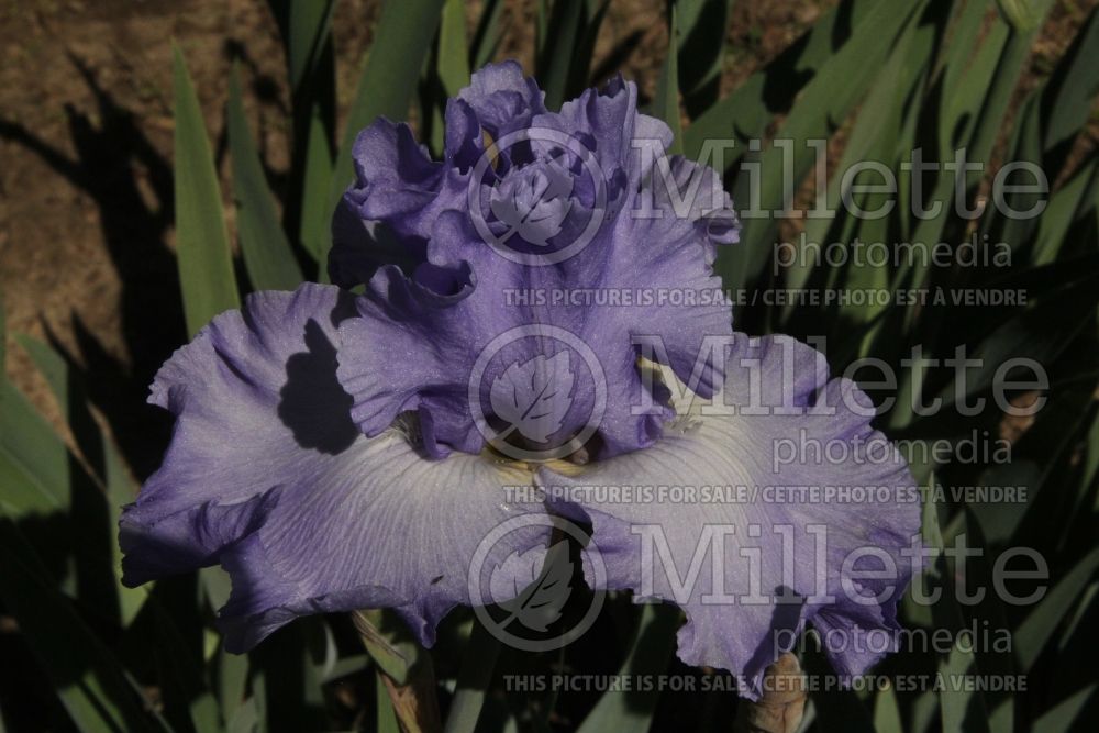 Iris Dearest Di (Iris germanica Tall bearded) 2
