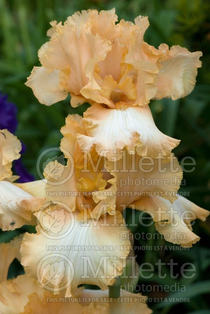 Iris Deliciously Different (Iris germanica Tall bearded) 1