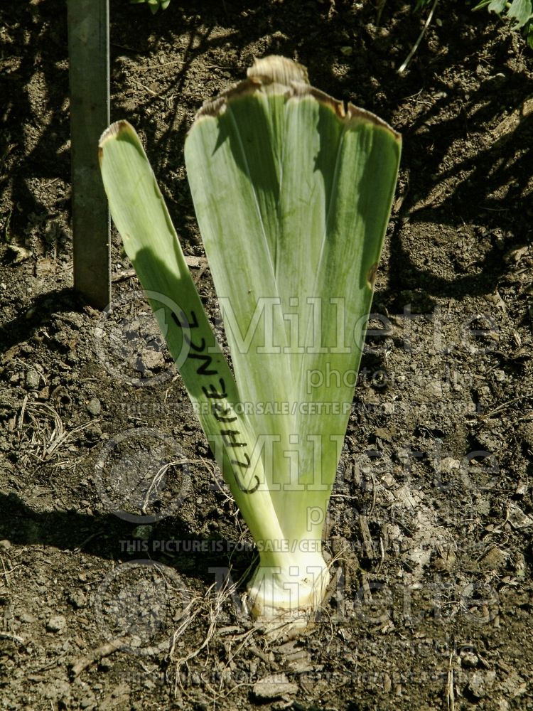 Iris germanica division (Iris germanica bearded) 2