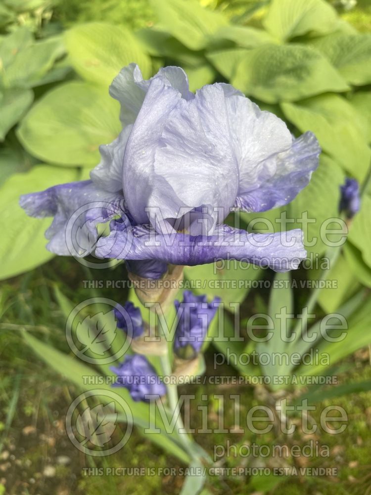 Iris Duncan's Smiling Eyes (Iris germanica, Tall Bearded) 1