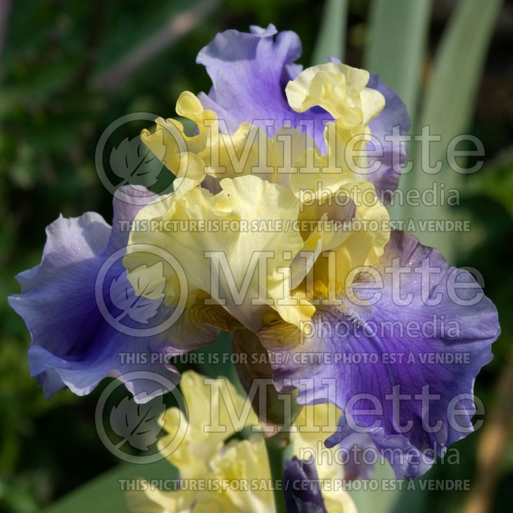 Iris Edith Wolford (Iris germanica, Tall Bearded) 5  