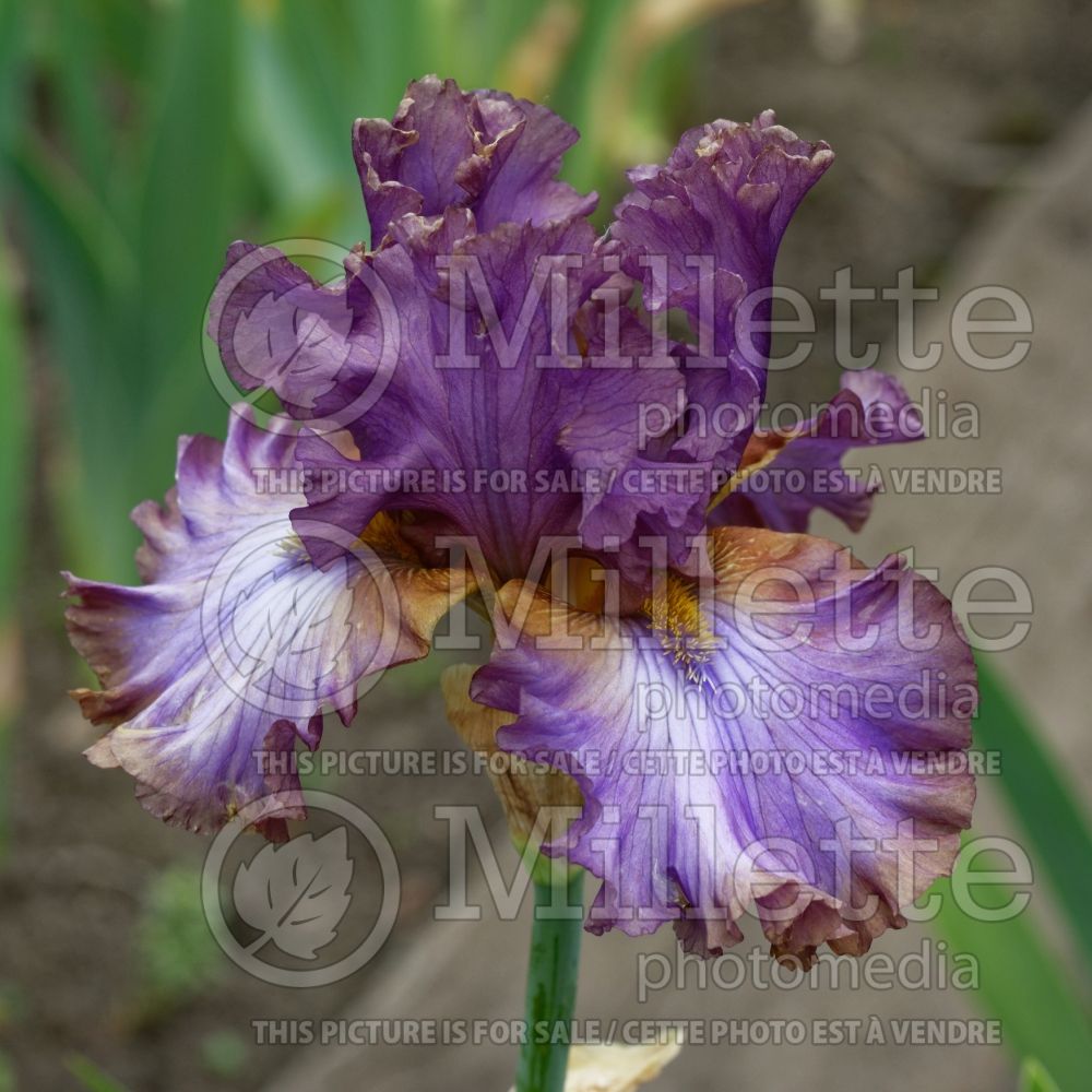 Iris Espenhainer Smog (Iris germanica tall bearded) 1