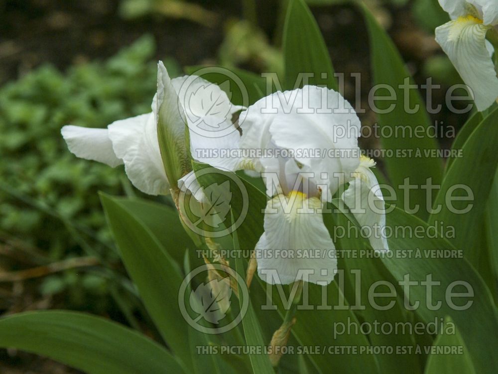Iris Florentina (Iris germanica Tall bearded) 1
