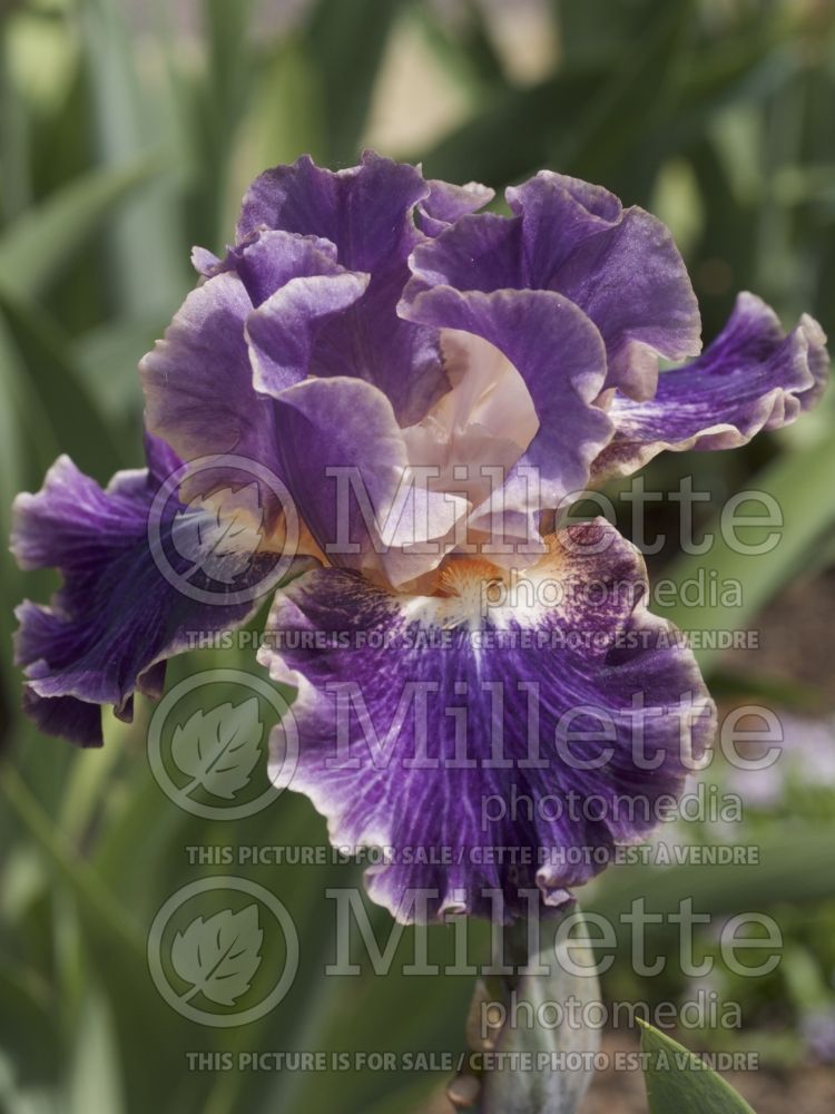 Iris Honey Glazed (Iris germanica Intermediate bearded) 1