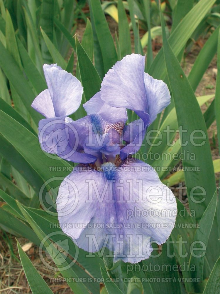 Iris Honky Tonk Blues (Iris germanica, Tall Bearded) 6 