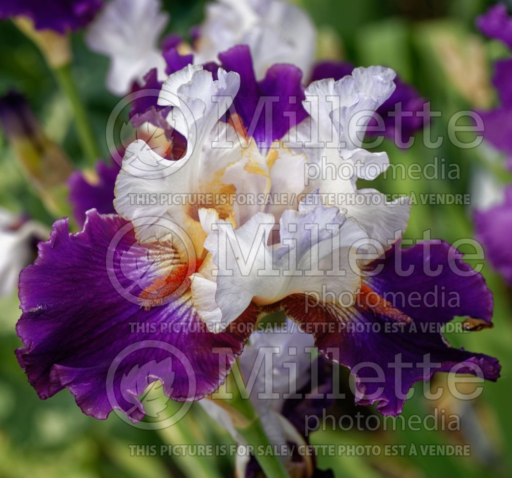 Iris Infrared (Iris germanica, Tall Bearded) 1  