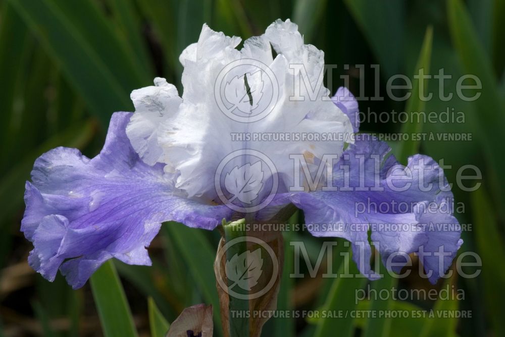 Iris Laura Buelow (Iris germanica tall bearded) 1