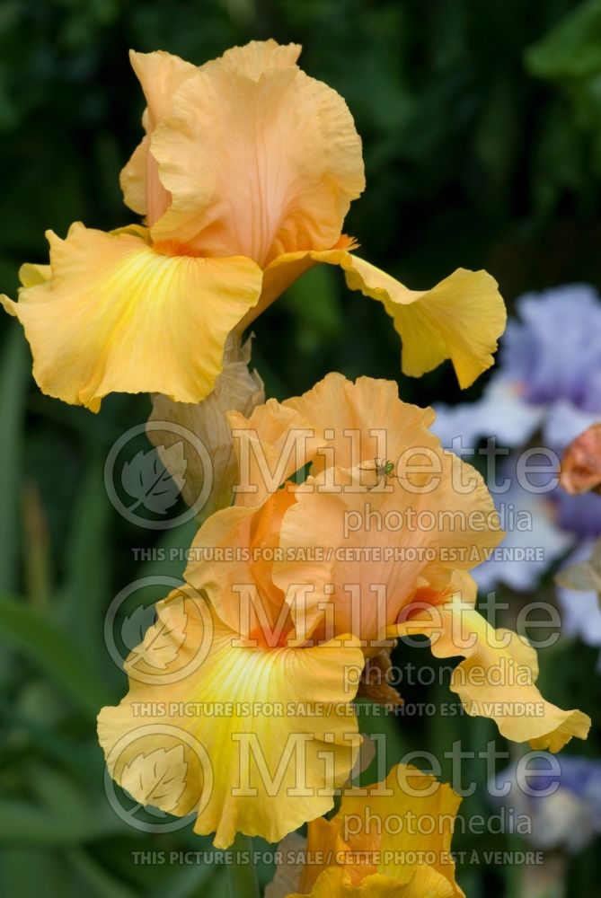 Iris Leading Light (Iris germanica Tall bearded) 2