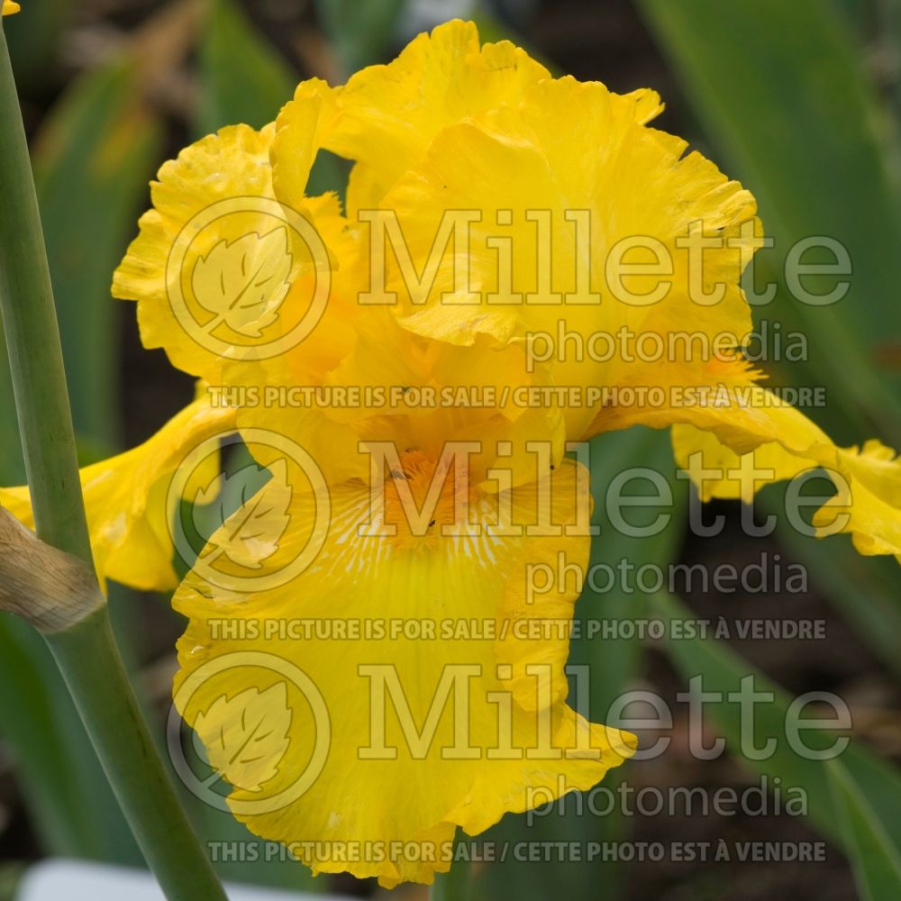 Iris Luxor Gold (Iris germanica Tall bearded) 1