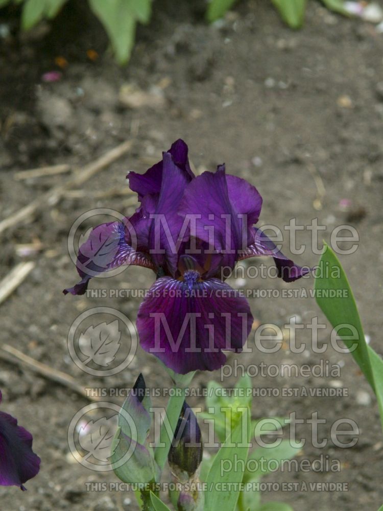 Iris Maroon Caper (Iris germanica Tall bearded) 1