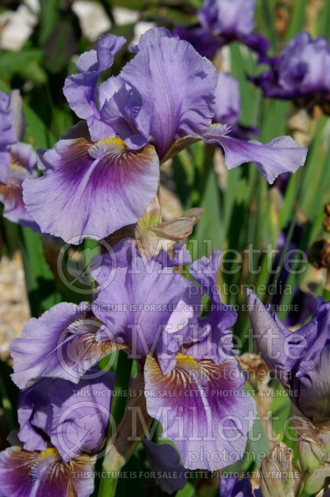 Iris Megglethorp (Iris germanica Intermediate bearded) 1