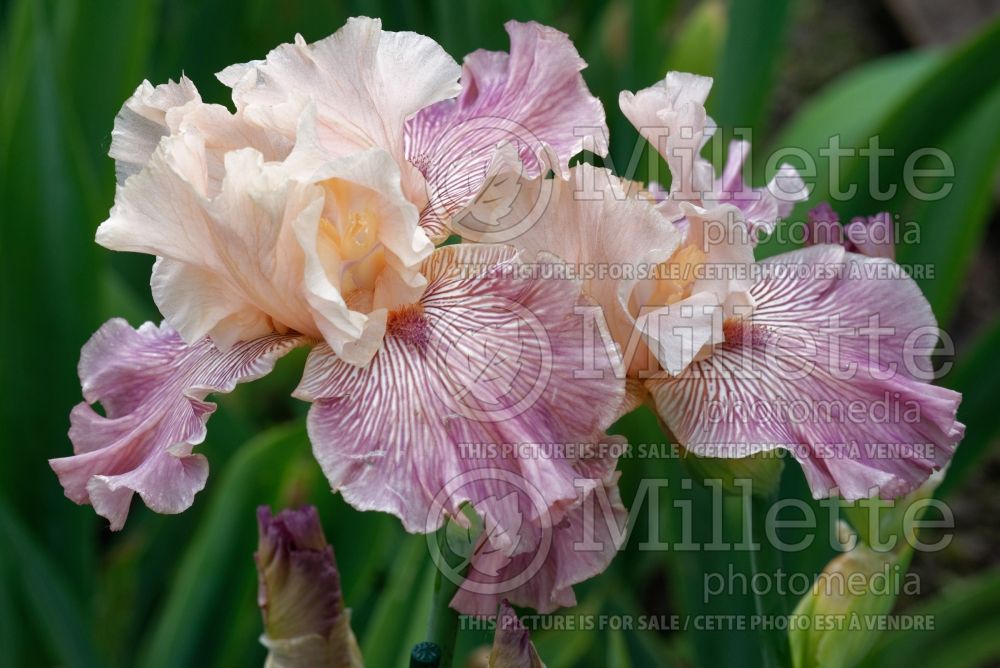 Iris Miltitzer Gestreifte (Iris germanica tall bearded) 1