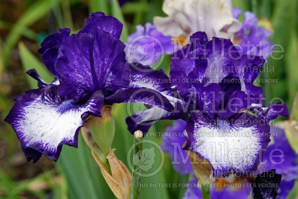 Iris Oreo (Iris germanica Tall bearded) 1