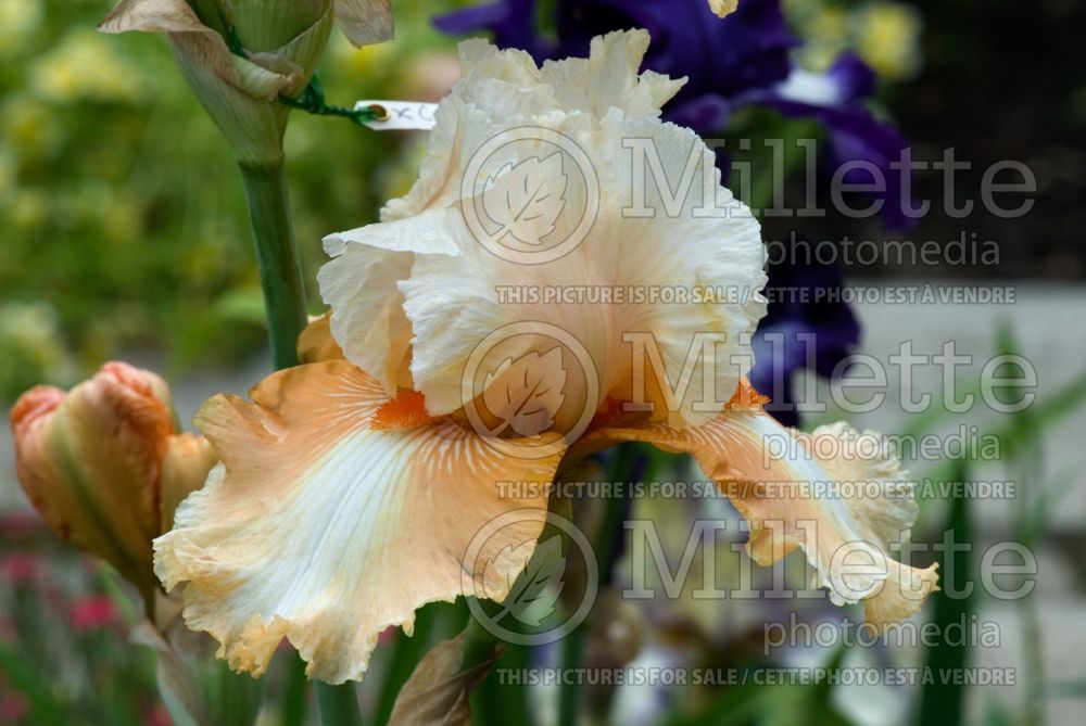 Iris Padded Shoulders (Iris germanica Tall bearded) 1