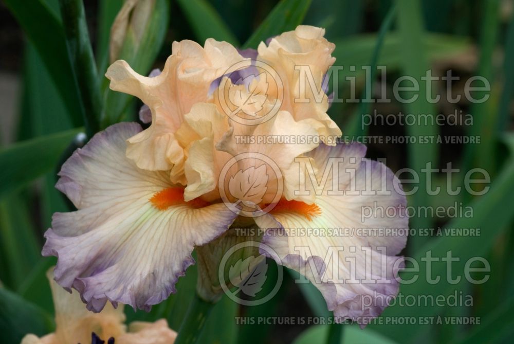 Iris Parisian Dawn (Iris germanica Tall bearded) 1