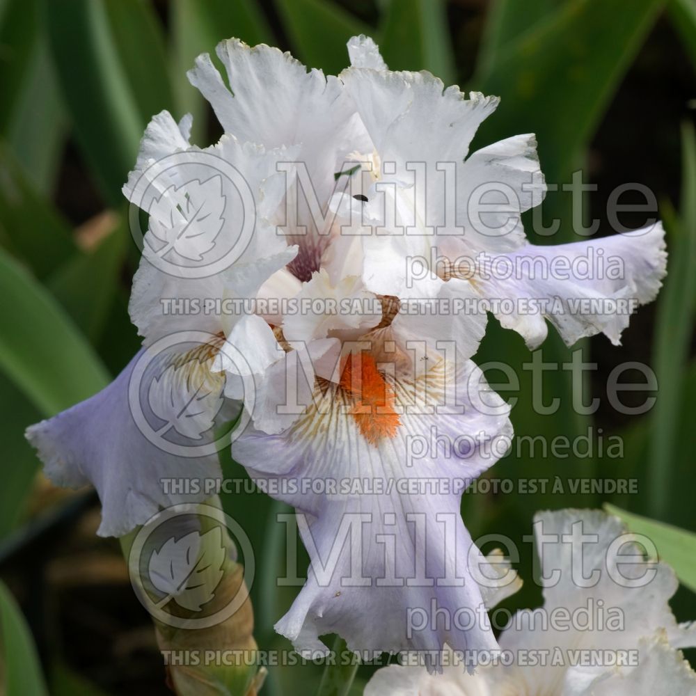 Iris Patriotic Colors (Iris germanica Tall bearded) 1