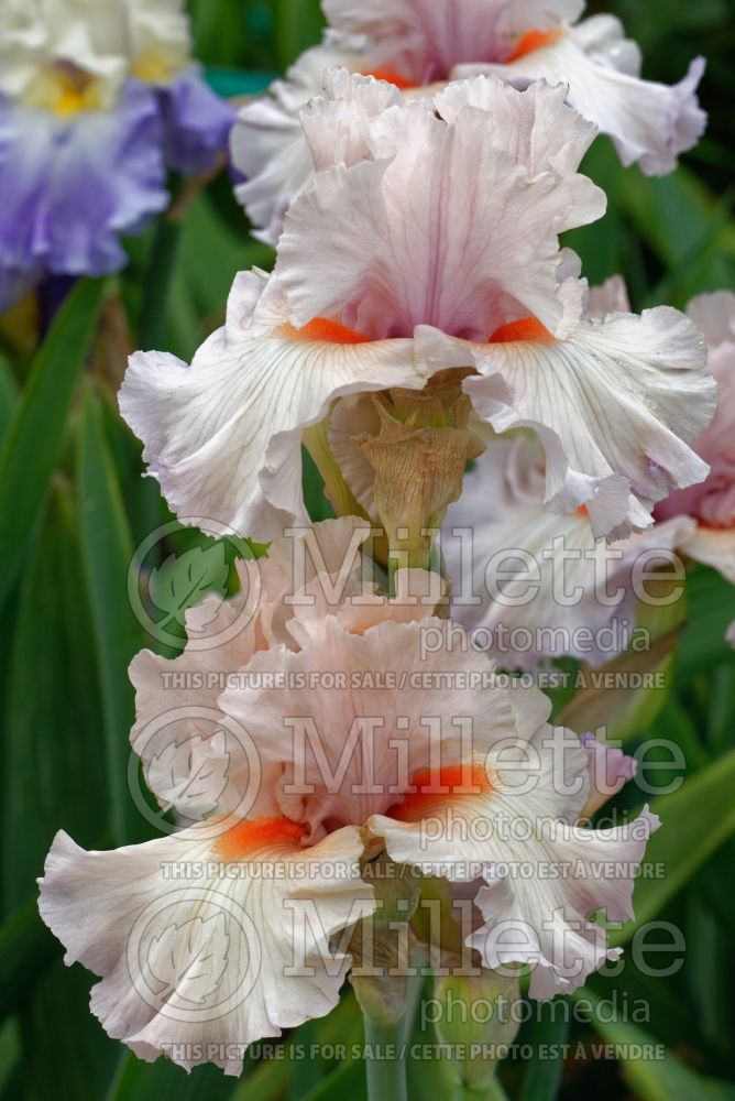 Iris Peacekeeper (Iris germanica Tall bearded) 1