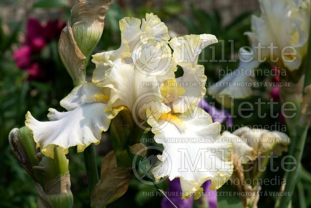 Iris Pewter and Gold (Iris germanica Tall bearded) 1