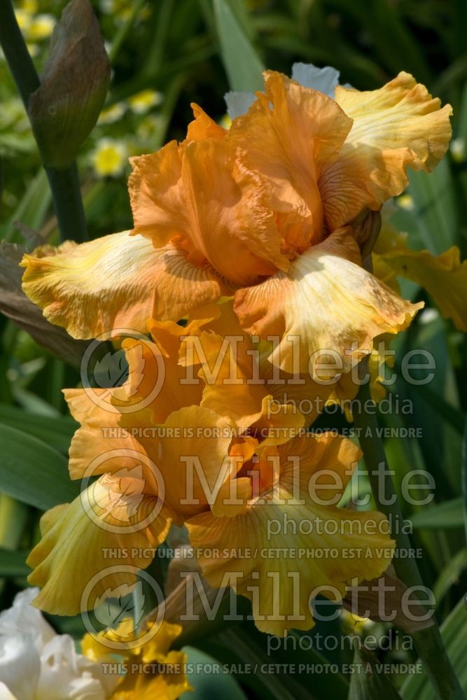 Iris Private Treasure (Iris germanica Tall bearded) 1