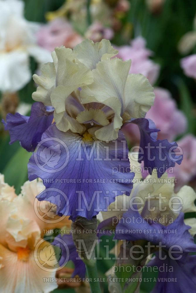 Iris Queen Anne's Lace (Iris germanica Tall bearded) 1