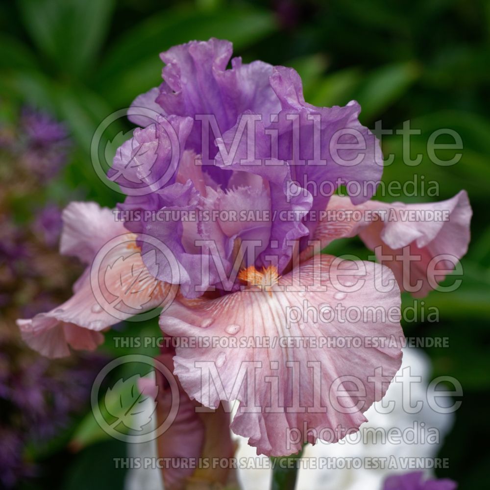 Iris Role Reversal (Iris germanica Tall bearded) 1