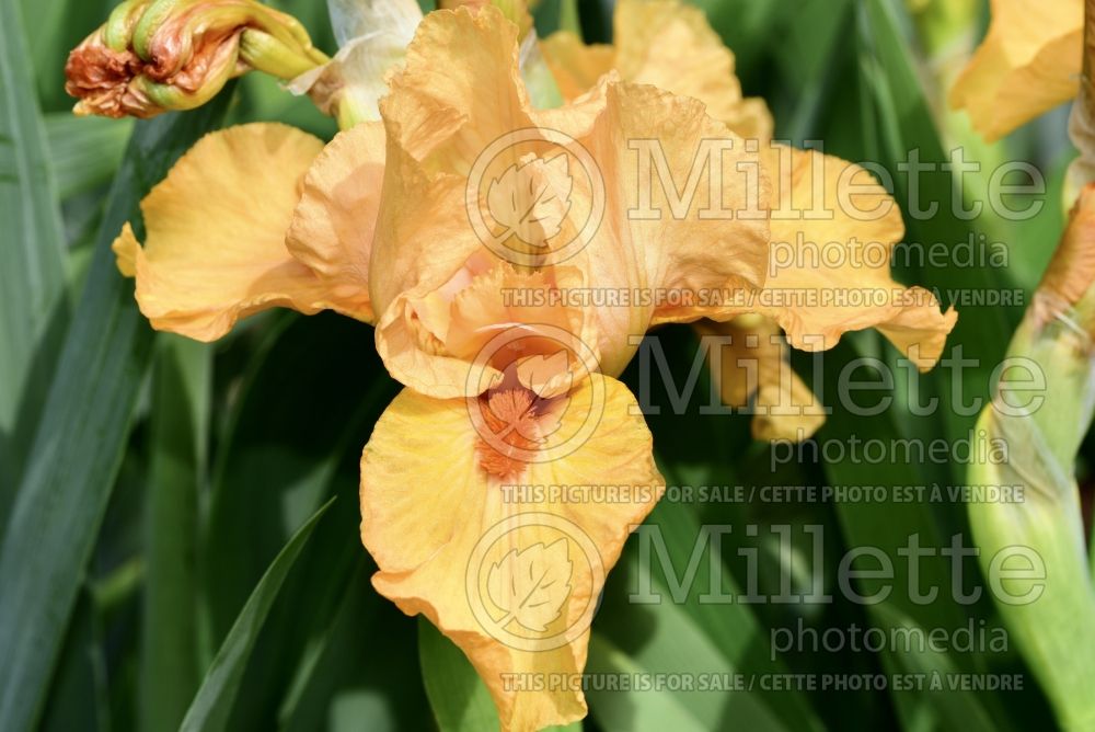 Iris Sunny Dawn (Iris germanica Intermediate bearded) 1